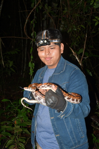 Western Rainbow Boa