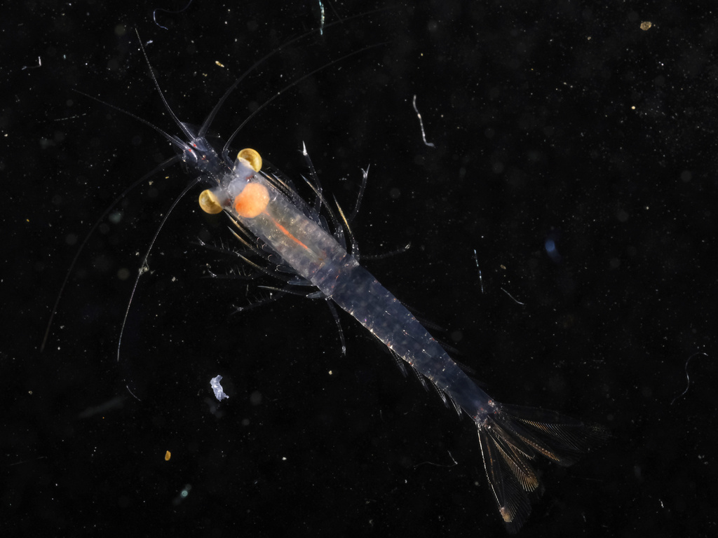 Siriella jaltensis