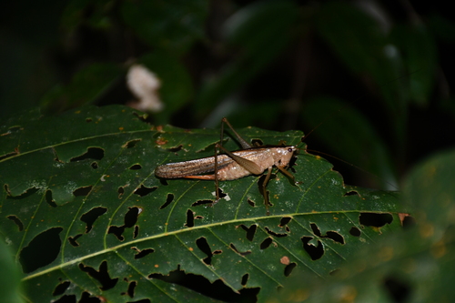 Subria amazonica