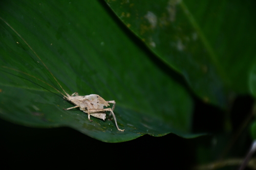 Typophyllum abruptum