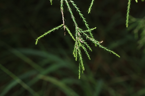 weeping paperbark (Melaleuca irbyana)