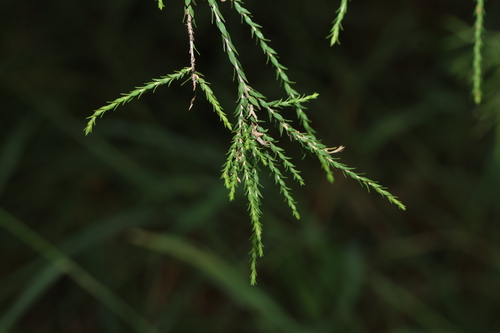 Melaleuca irbyana