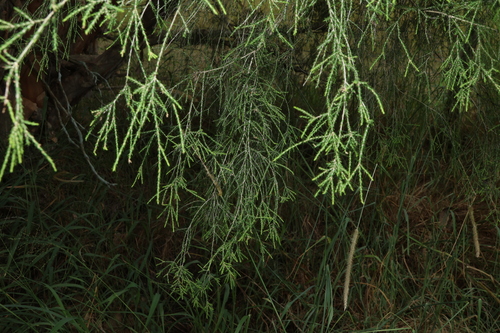 Melaleuca irbyana, photograph 1