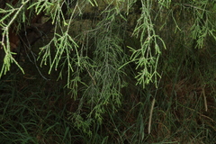 Melaleuca irbyana, photograph (c) Greg Tasney, some rights reserved (CC BY-SA)