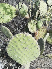 Opuntia pilifera
