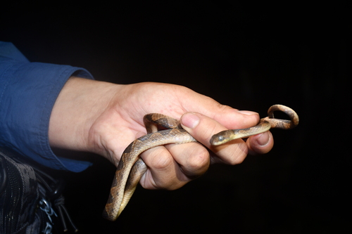 South American Banded Cat-eyed Snake