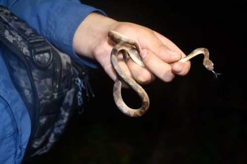 South American Banded Cat-eyed Snake