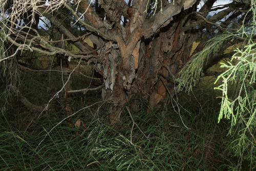 Melaleuca irbyana, photograph 2