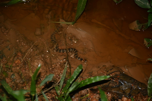 Brown-banded watersnake