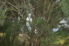 Melaleuca irbyana, photograph (c) Greg Tasney, some rights reserved (CC BY-SA)