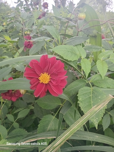 Garden Dahlia