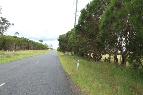 Melaleuca irbyana, photograph 4