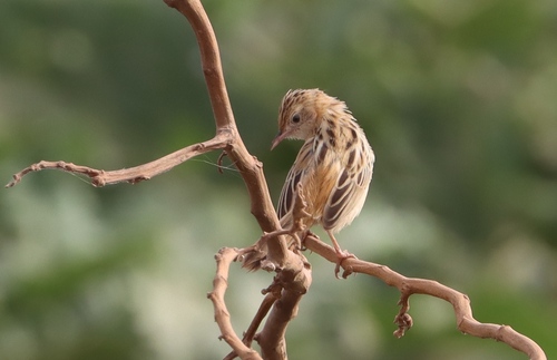 Zitting Cisticola
