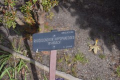 Rhododendron hippophaeoides