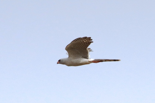 Gabar Goshawk