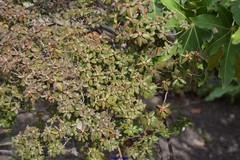 Rhododendron hippophaeoides