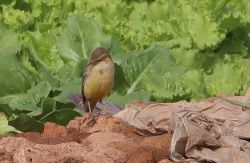 Western Yellow Wagtail