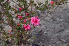 Rhododendron obtusum