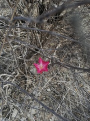 Ipomoea conzattii