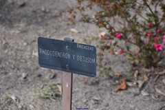 Rhododendron obtusum