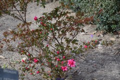 Rhododendron obtusum
