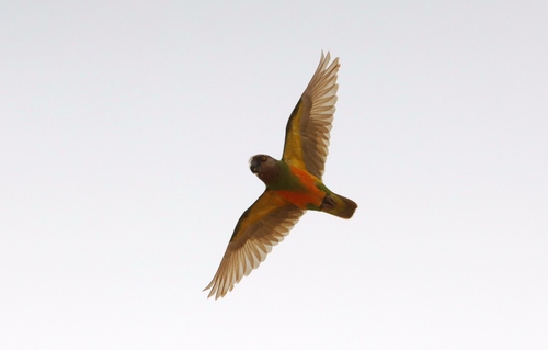 Senegal Parrot