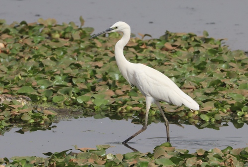 West African Reef Heron