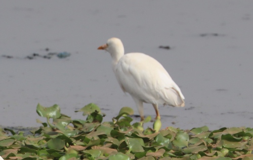 Western Cattle-Egret