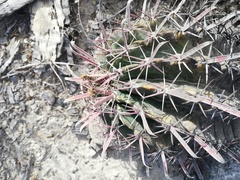 Ferocactus recurvus recurvus