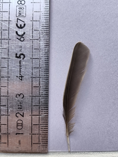Plume de Pipit farlouse