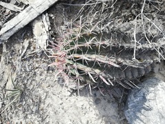 Ferocactus recurvus recurvus