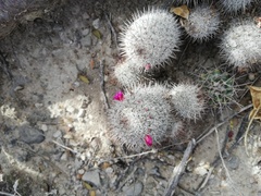 Mammillaria haageana meissneri
