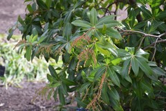 Pieris formosa