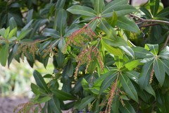 Pieris formosa