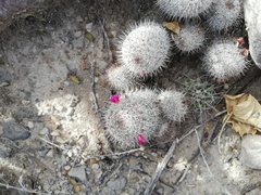 Mammillaria haageana meissneri