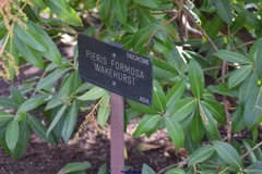 Pieris formosa
