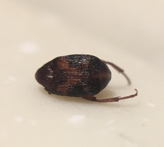 Callosobruchus maculatus