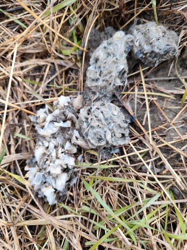 View observation of {o.common_name} on iNaturalist