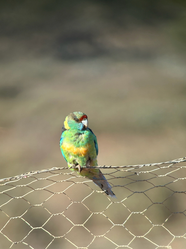 Australian Ringneck (Barnardius zonarius), photo 5