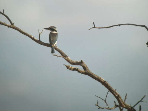 Red-backed Kingfisher (Todiramphus pyrrhopygius)