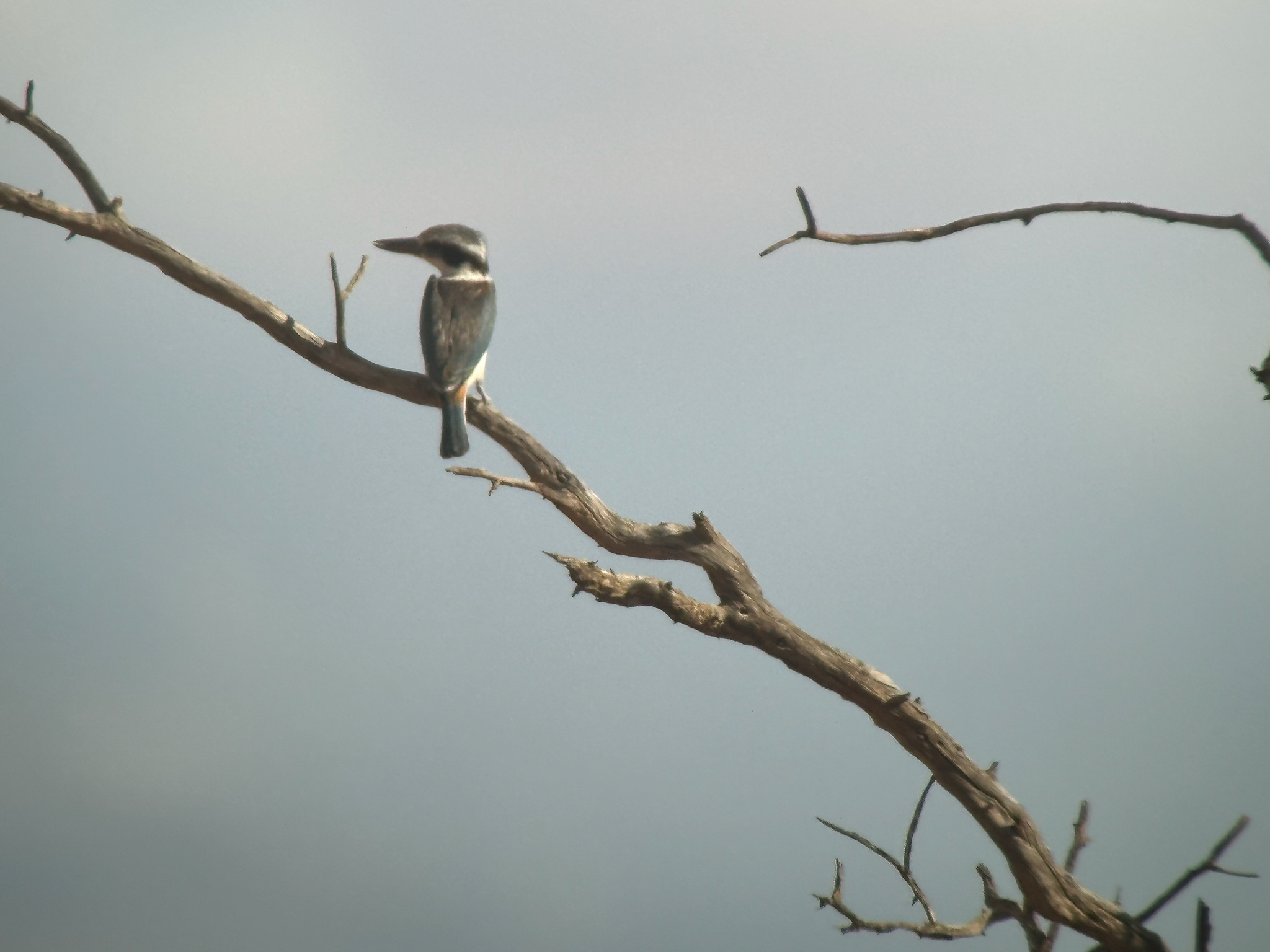 Red-backed Kingfisher (Todiramphus pyrrhopygius), photo 1