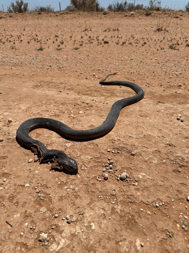 Mulga Snake