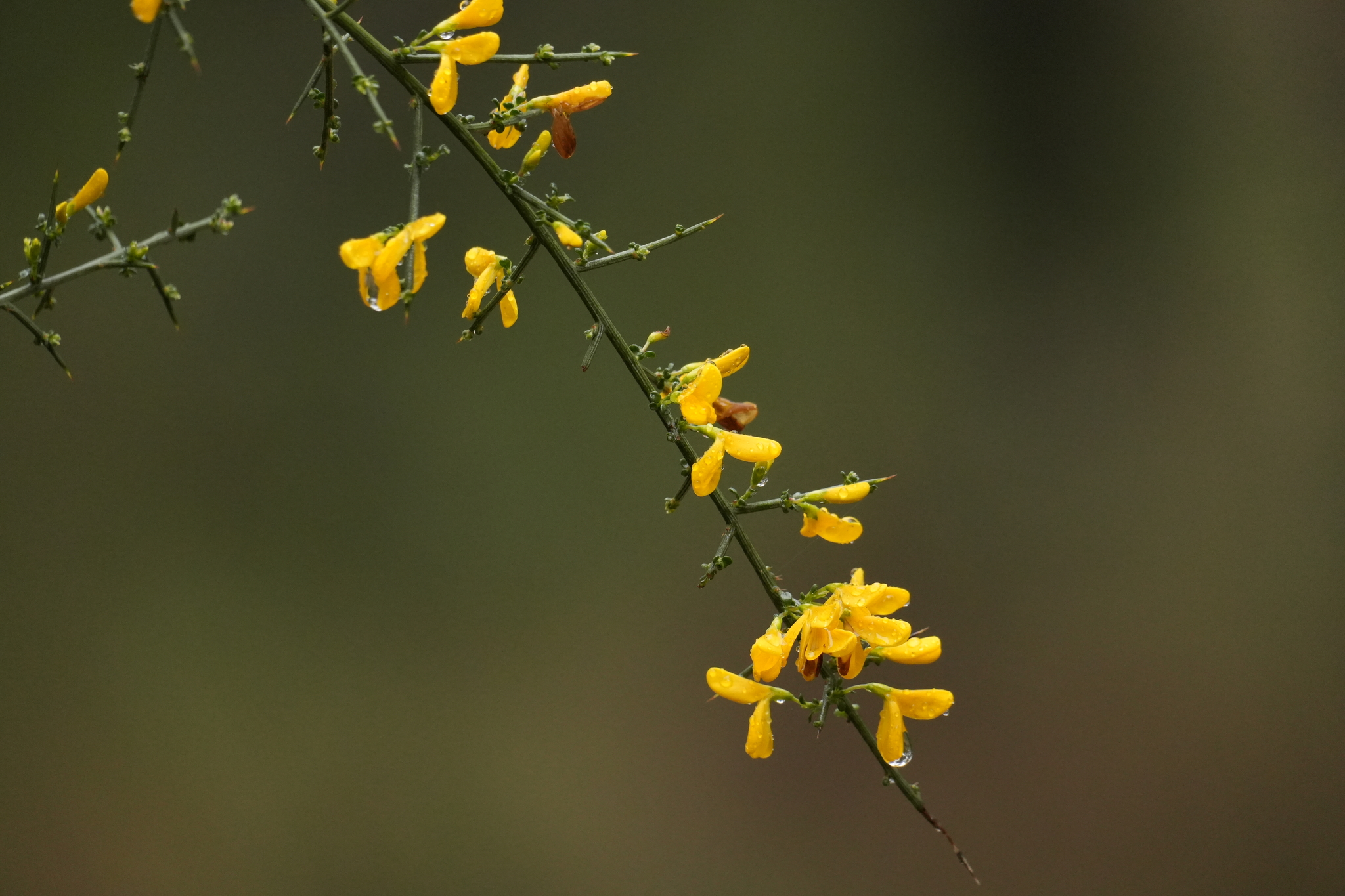Genista scorpius