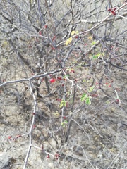 Erythrostemon melanadenius