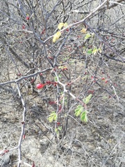 Erythrostemon melanadenius