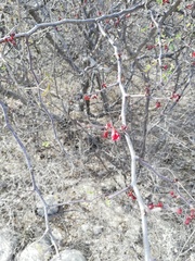 Erythrostemon melanadenius