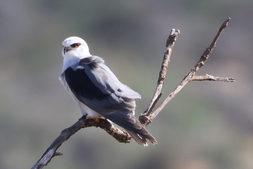 African Black-winged Kite