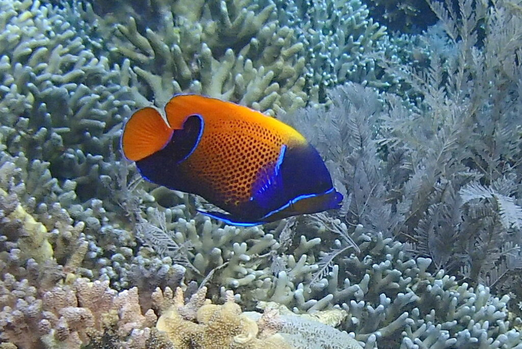 Blue Girdled Angel (Pomacanthus navarchus)