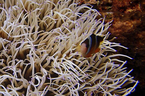Amphiprion clarkii