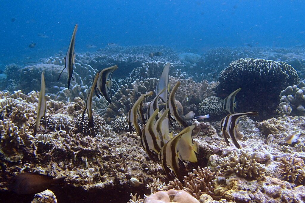 Platax boersii (Platax boersii)